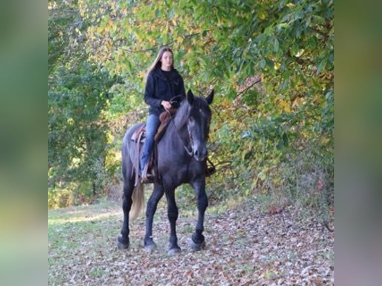 Koń pociągowy Mix Wałach 4 lat 168 cm Siwa in Howell