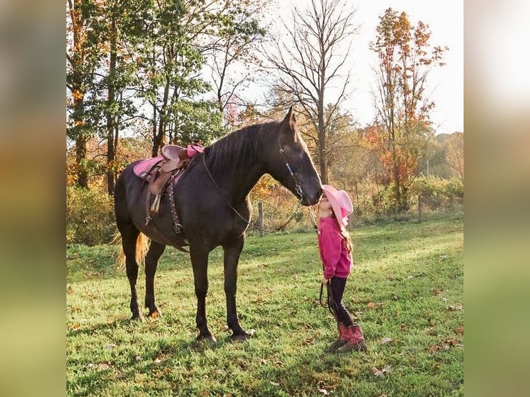 Koń pociągowy Mix Wałach 4 lat 168 cm Siwa in Howell