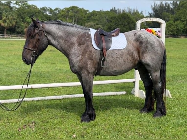 Koń pociągowy Wałach 4 lat 170 cm Karodereszowata in Loxahatchee