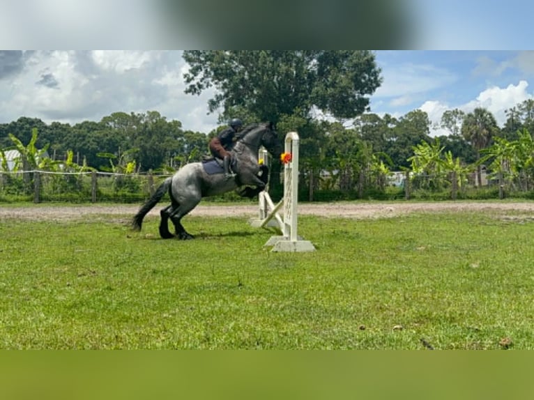 Koń pociągowy Wałach 4 lat 170 cm Karodereszowata in Loxahatchee