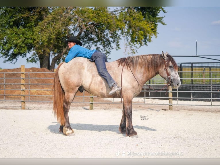Koń pociągowy Mix Wałach 4 lat 173 cm Grullo in Independence