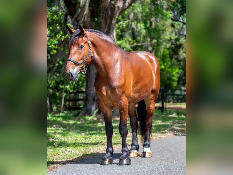 Koń pociągowy Mix Wałach 4 lat 183 cm Gniada in Ocala, FL