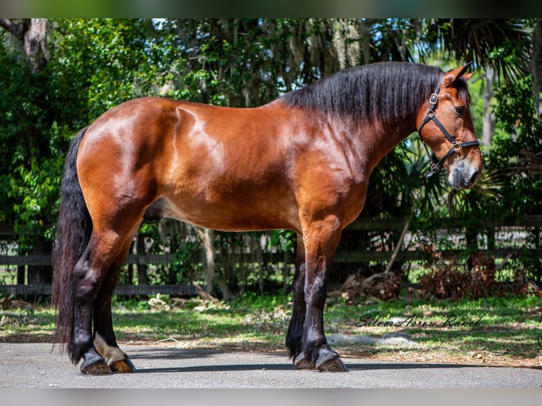 Koń pociągowy Mix Wałach 4 lat 183 cm Gniada in Ocala, FL