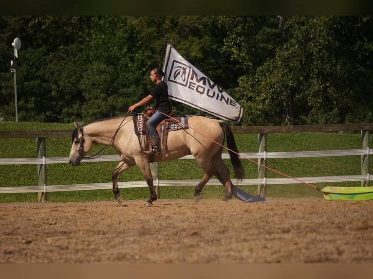 Koń pociągowy Mix Wałach 4 lat Jelenia in Fresno