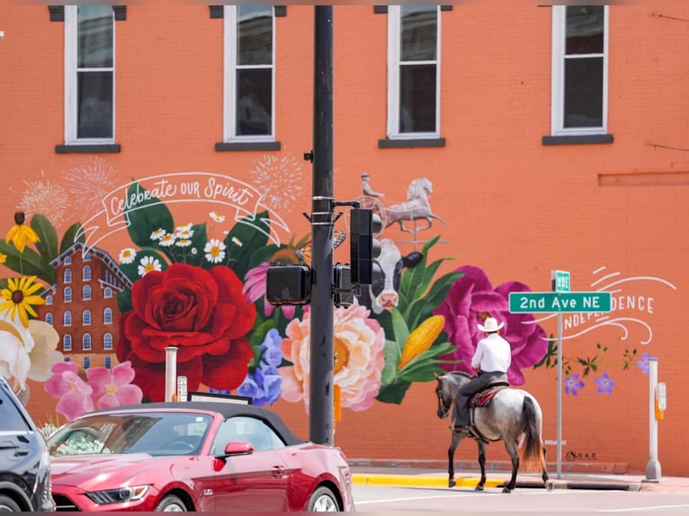 Koń pociągowy Mix Wałach 4 lat Karodereszowata in Independence