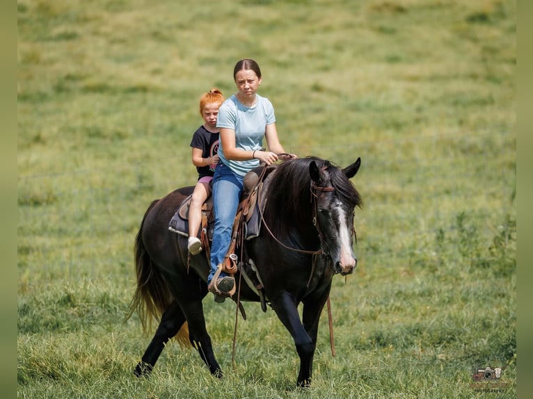 Koń pociągowy Mix Wałach 4 lat Siwa in Auburn