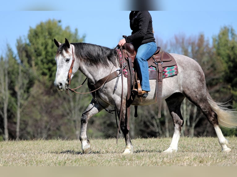 Koń pociągowy Mix Wałach 5 lat 140 cm Siwa in Clarion