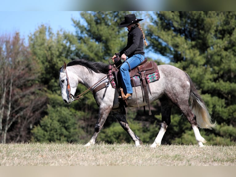 Koń pociągowy Mix Wałach 5 lat 140 cm Siwa in Clarion
