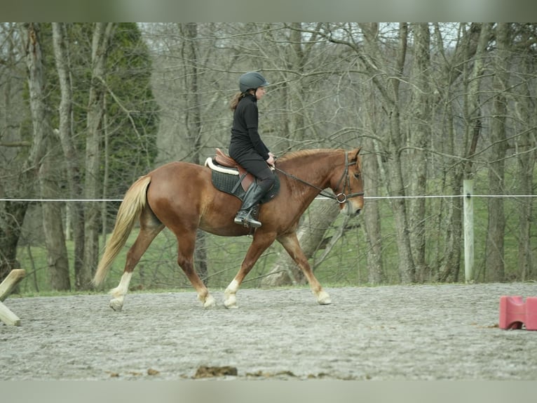 Koń pociągowy Mix Wałach 5 lat 147 cm Cisawa in Baltic