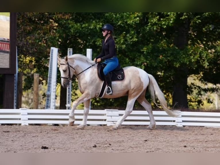 Koń pociągowy Mix Wałach 5 lat 147 cm Srokata in Clover Koń pociągowy Mix Wałach 5 lat 147 cm Srokata in Clover