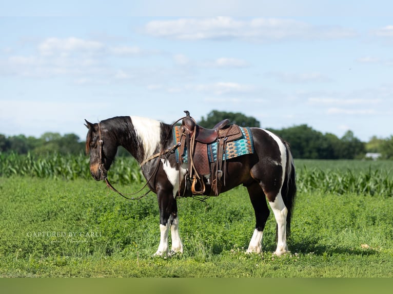Koń pociągowy Mix Wałach 5 lat 152 cm Srokata in Lewistown