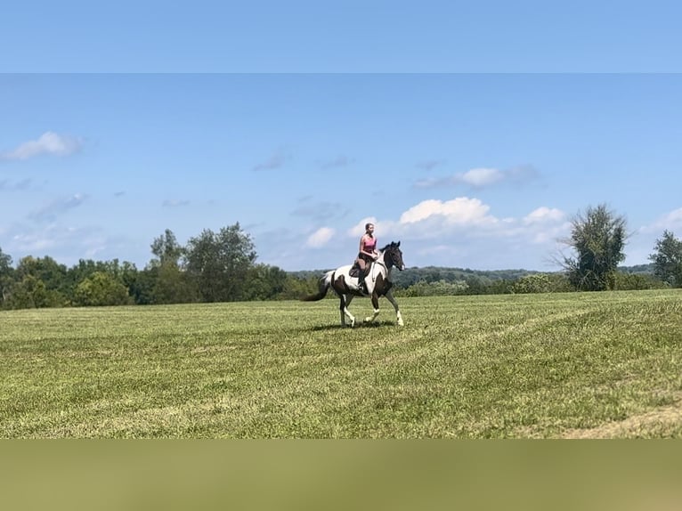 Koń pociągowy Mix Wałach 5 lat 155 cm Srokata in Gap