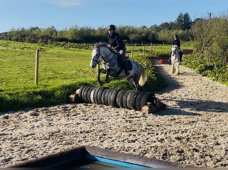 Koń pociągowy Wałach 5 lat 156 cm Siwa jabłkowita in Sligo