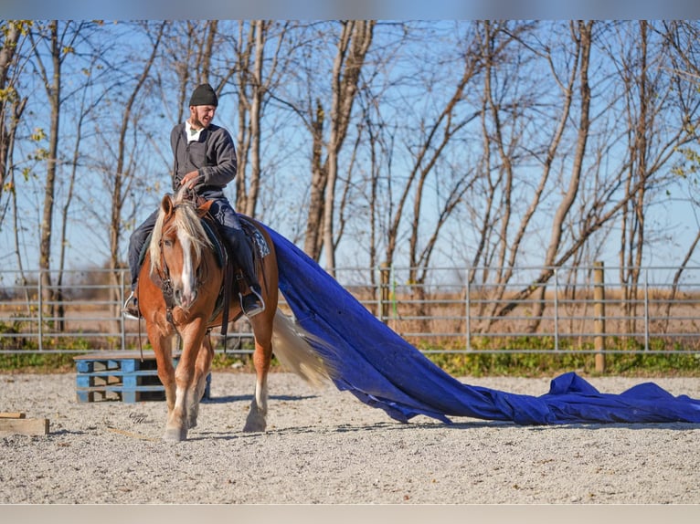 Koń pociągowy Mix Wałach 5 lat 157 cm Izabelowata in Independence
