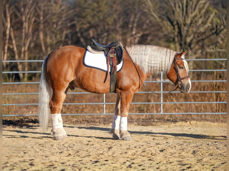 Koń pociągowy Mix Wałach 5 lat 157 cm Izabelowata in Independence