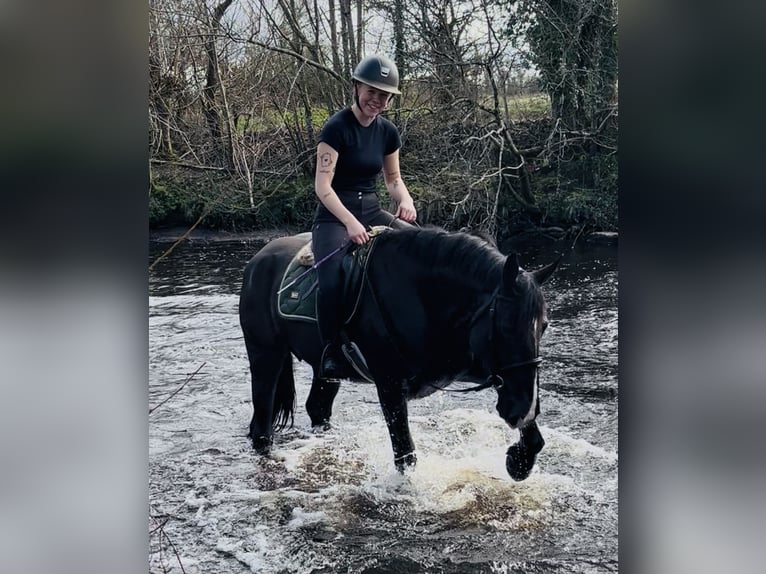 Koń pociągowy Wałach 5 lat 163 cm Kara in Sligo