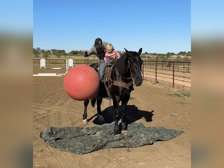 Koń pociągowy Wałach 5 lat 163 cm Kara in jacksboro TX