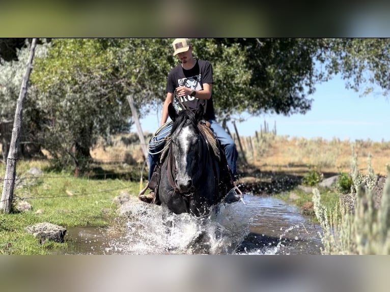 Koń pociągowy Mix Wałach 5 lat 163 cm Karodereszowata in Saint Anthony