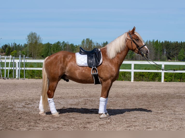 Koń pociągowy Wałach 5 lat 163 cm  in Helsinki