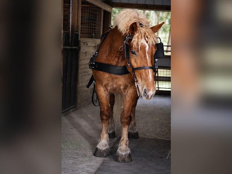 Koń pociągowy Wałach 5 lat 165 cm Ciemnokasztanowata in Land O Lakes
