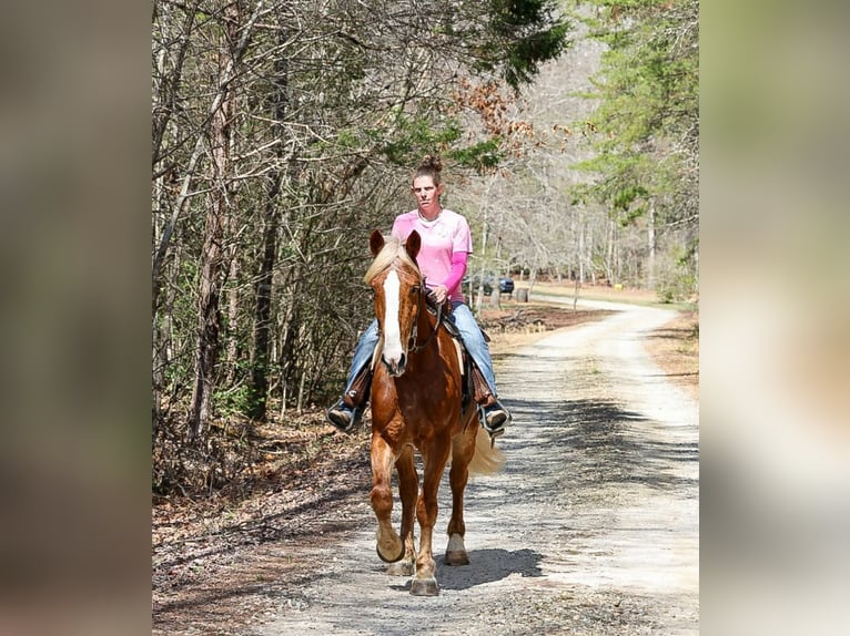 Koń pociągowy Mix Wałach 5 lat 165 cm Cisawa in Blairsville