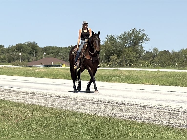Koń pociągowy Mix Wałach 5 lat 165 cm Gniada in Jacksboro