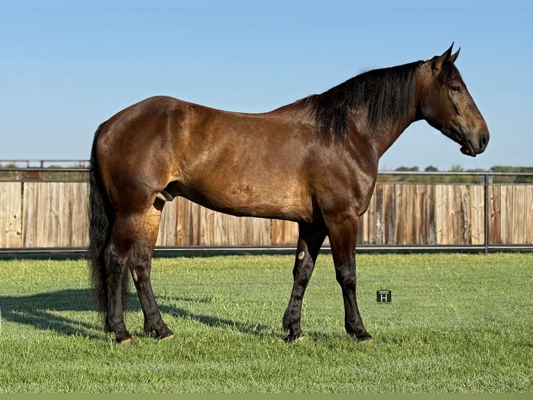 Koń pociągowy Mix Wałach 5 lat 165 cm Gniada in Jacksboro