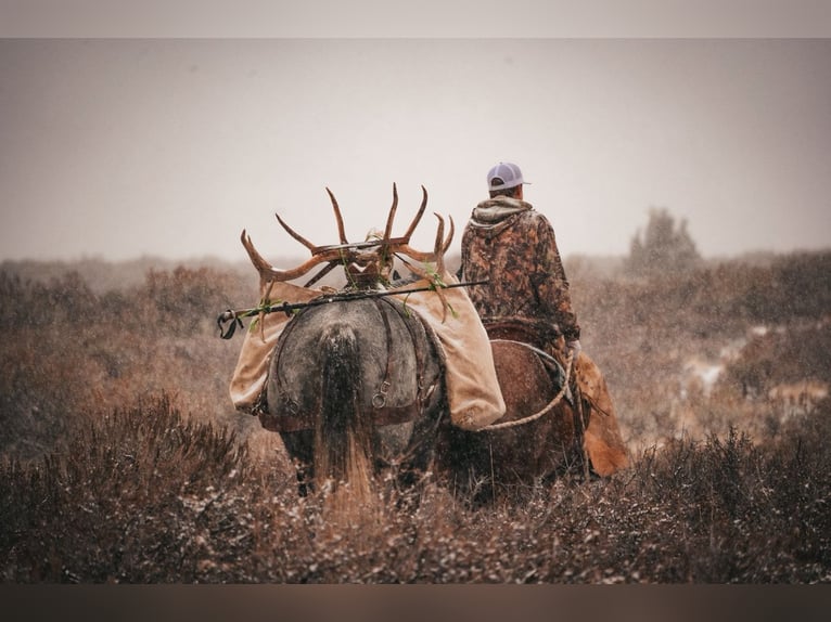 Koń pociągowy Mix Wałach 5 lat 165 cm Karodereszowata in Saint Anthony