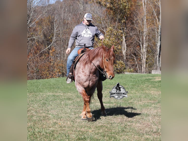 Koń pociągowy Mix Wałach 5 lat 165 cm Kasztanowatodereszowata in Mount Vernon