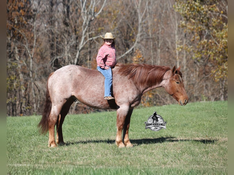 Koń pociągowy Mix Wałach 5 lat 165 cm Kasztanowatodereszowata in Mount Vernon