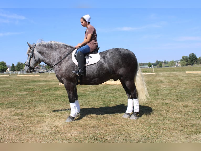 Koń pociągowy Mix Wałach 5 lat 165 cm Siwa in Millersburg