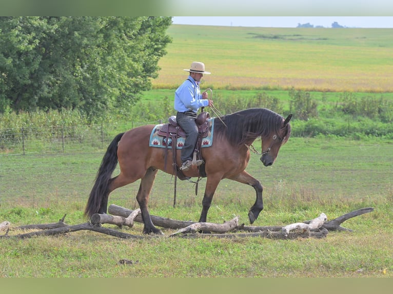 Koń pociągowy Wałach 5 lat 168 cm Gniada in Fairbank IA
