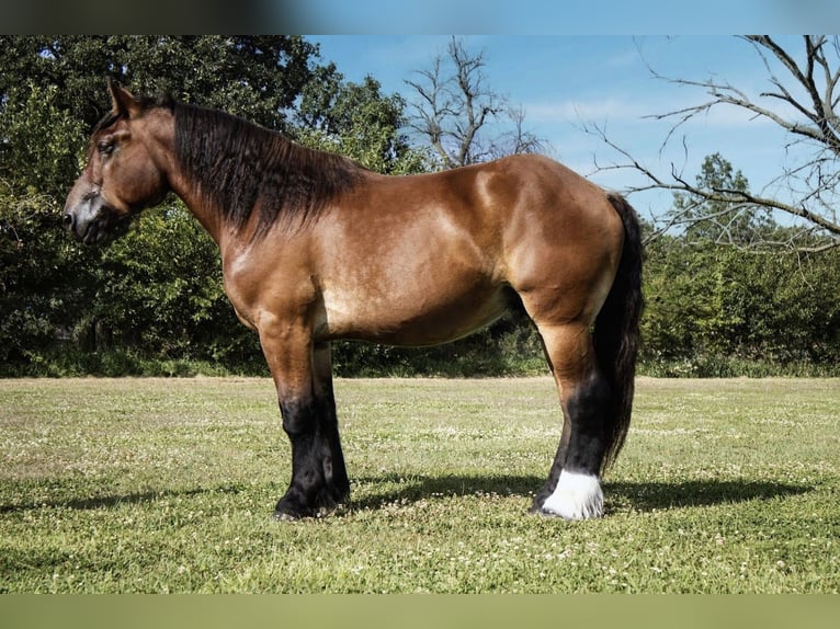 Koń pociągowy Mix Wałach 5 lat 168 cm Gniada in Battle Creek