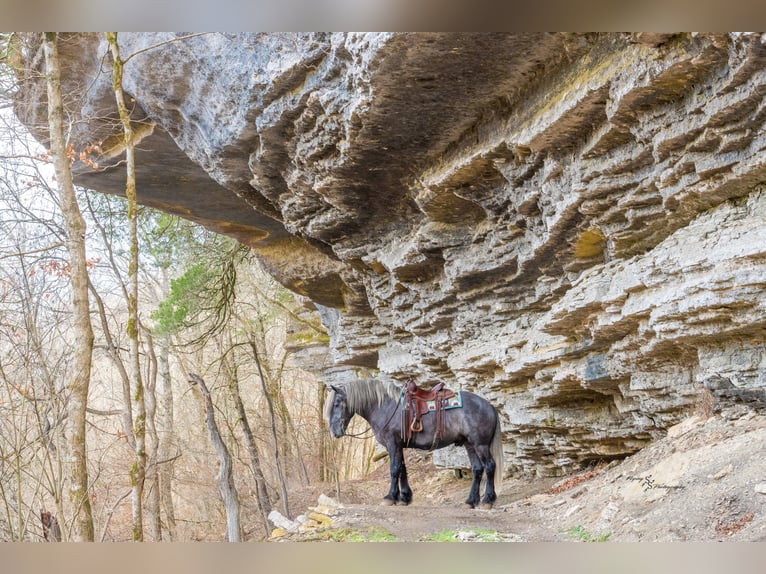 Koń pociągowy Wałach 5 lat 168 cm Siwa in Fairbank