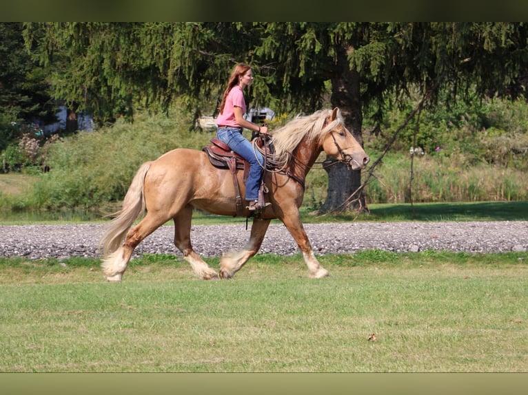Koń pociągowy Wałach 5 lat 168 cm in Howell, MI