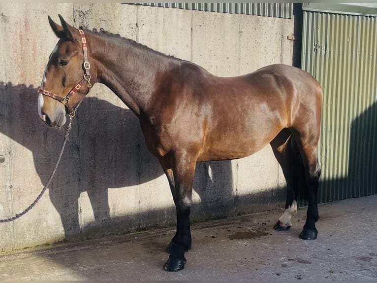 Koń pociągowy Wałach 5 lat 170 cm Gniada in Sligo