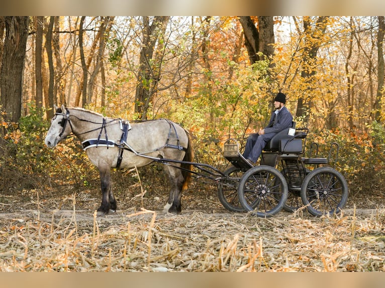 Koń pociągowy Mix Wałach 5 lat 173 cm Grullo in Independence