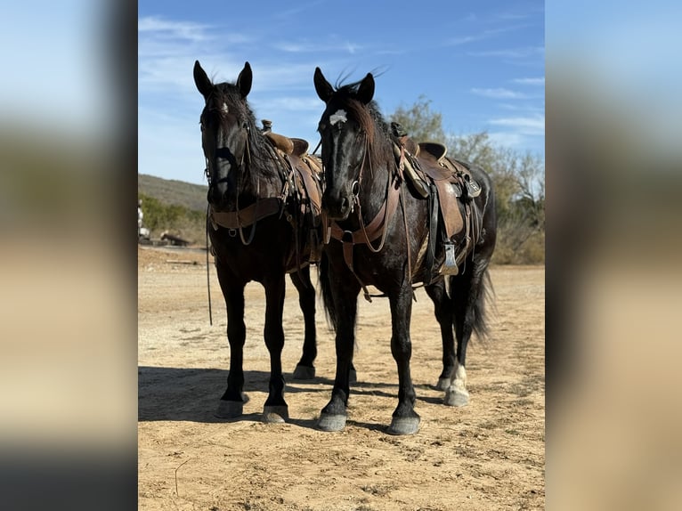 Koń pociągowy Wałach 5 lat 173 cm Kara in Jacksboro TX