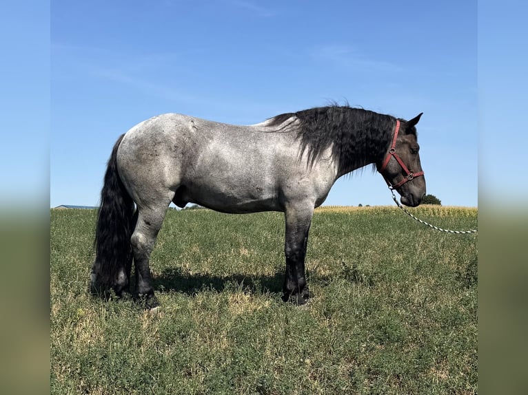 Koń pociągowy Mix Wałach 5 lat 173 cm Karodereszowata in Millersburg