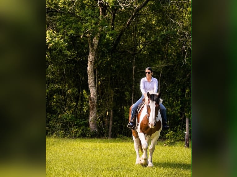 Koń pociągowy Wałach 5 lat 175 cm Tobiano wszelkich maści in Land O Lakes