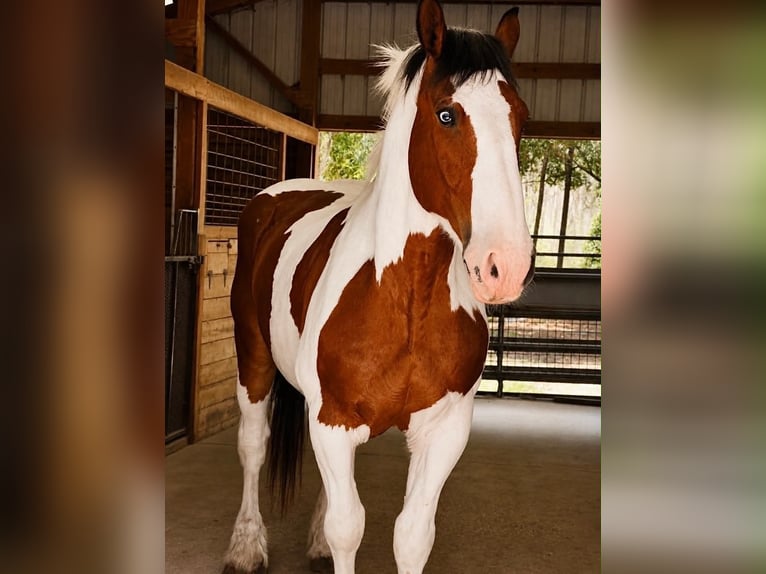 Koń pociągowy Wałach 5 lat 175 cm Tobiano wszelkich maści in Land O Lakes