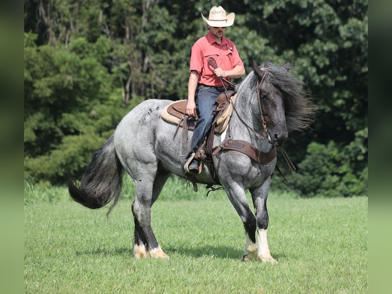 Koń pociągowy Mix Wałach 5 lat Karodereszowata in Berea