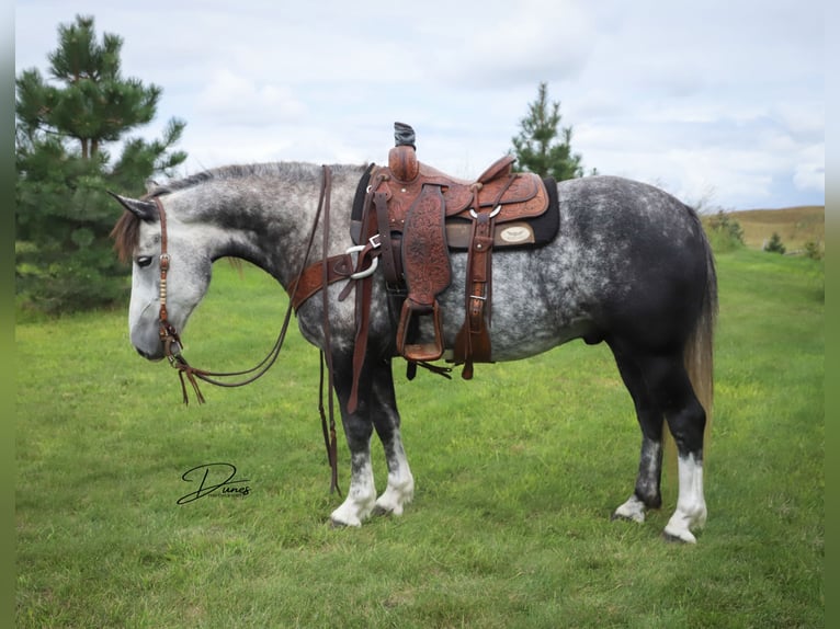 Koń pociągowy Mix Wałach 6 lat 142 cm Siwa in Thedford