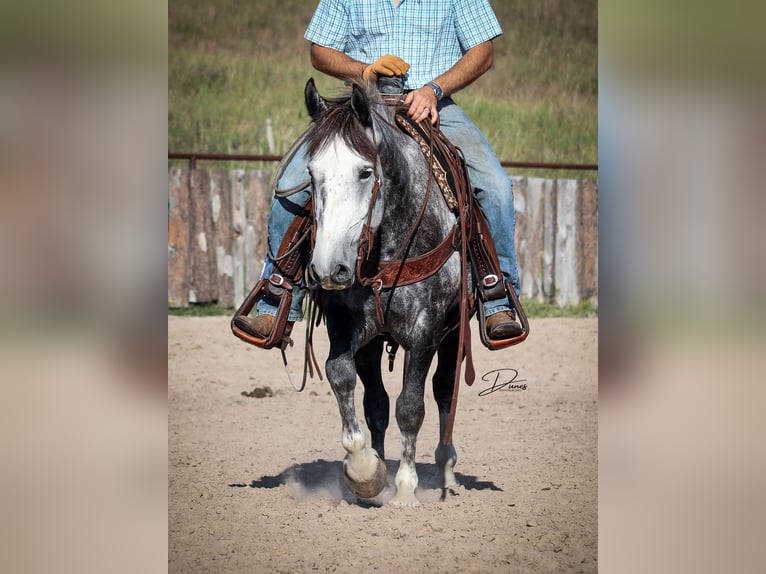 Koń pociągowy Mix Wałach 6 lat 142 cm Siwa in Thedford