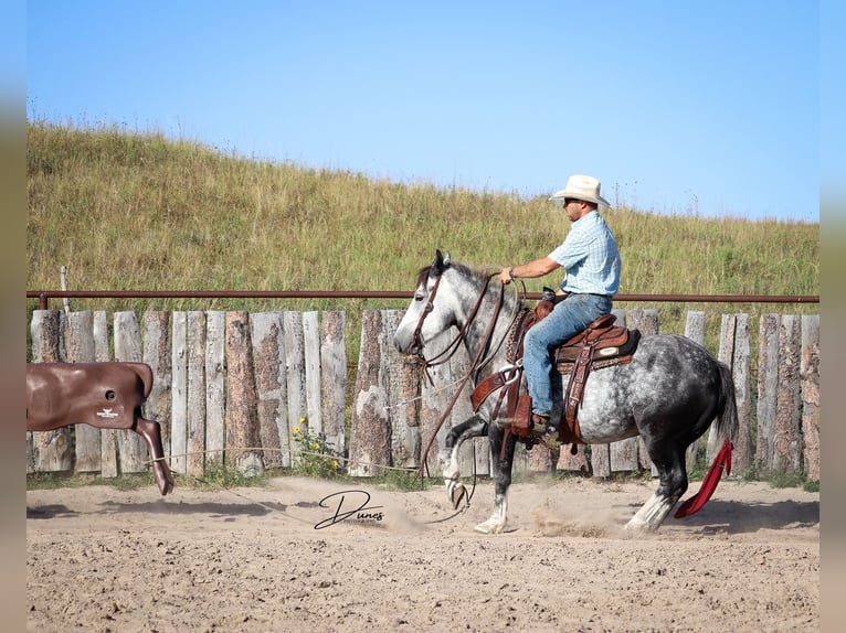 Koń pociągowy Mix Wałach 6 lat 142 cm Siwa in Thedford