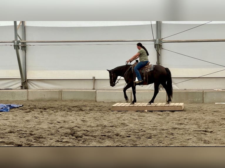 Koń pociągowy Mix Wałach 6 lat 150 cm Kara in Saint Anthony
