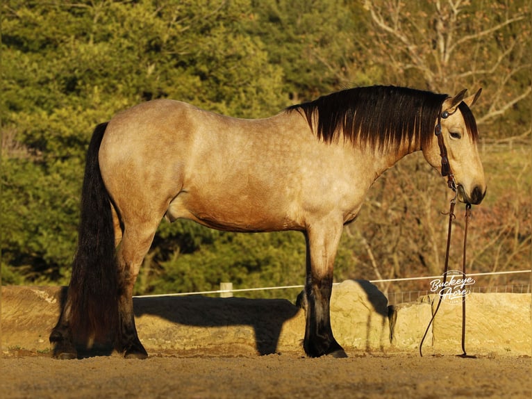 Koń pociągowy Mix Wałach 6 lat 155 cm Jelenia in Millersburg