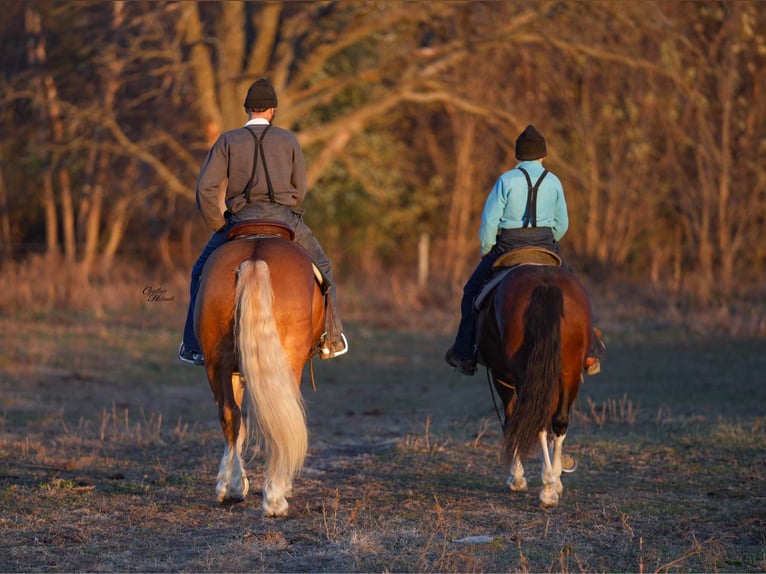 Koń pociągowy Mix Wałach 6 lat 157 cm Izabelowata in Independence