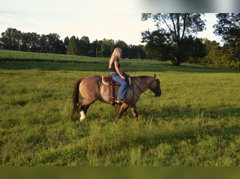 Koń pociągowy Mix Wałach 6 lat 160 cm Grullo in Lexington