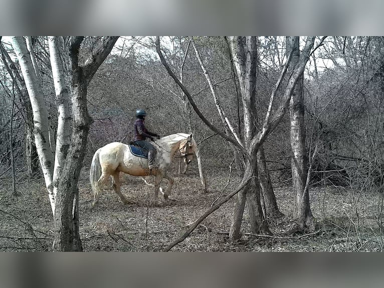 Koń pociągowy Wałach 6 lat 160 cm Izabelowata in Jeffersonton
